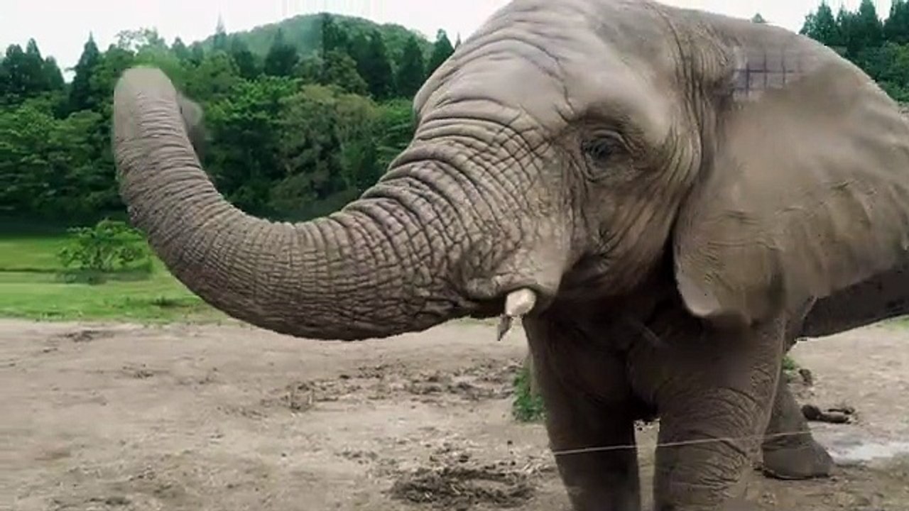 Photographing an elephant on safari. 村島弘之