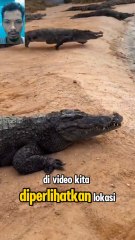 Man Freezes Crocodile Instantly with Just a Stick at Crocodile Farm