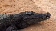 Man Freezes Crocodile Instantly with Just a Stick at Crocodile Farm