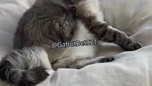 Funny cat