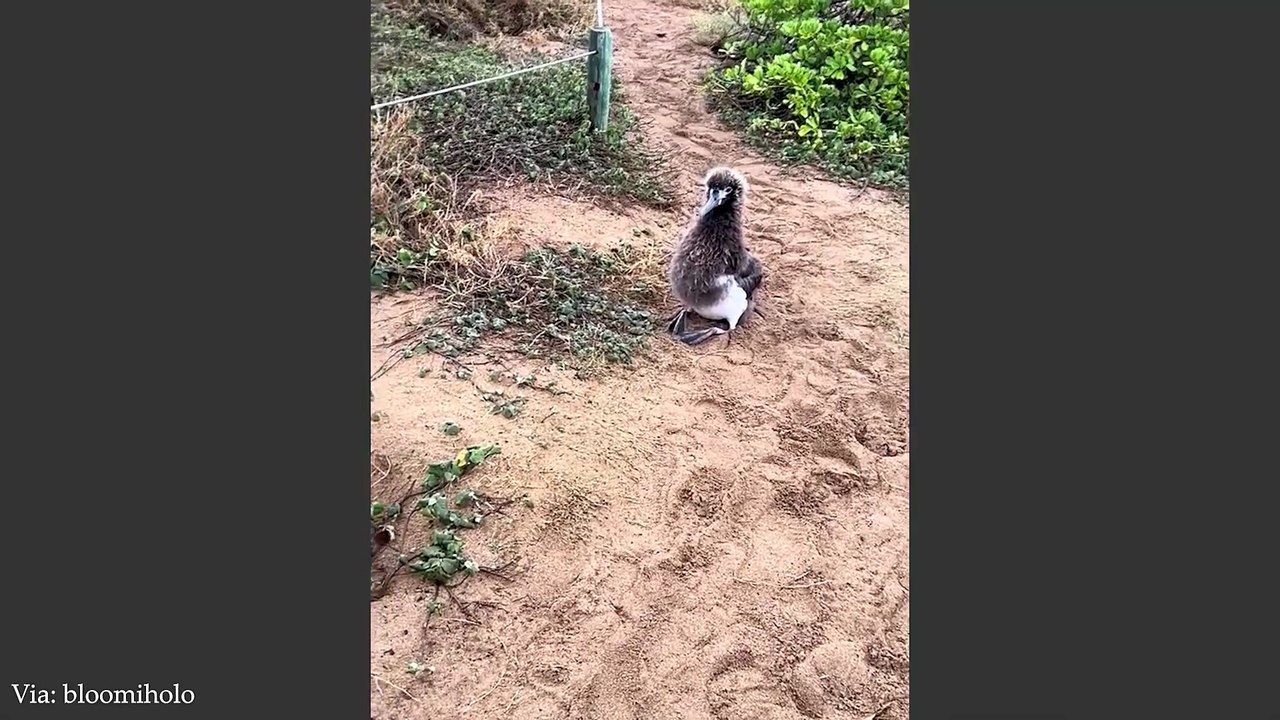 Wild Animals SHOCK Photographers in the Cutest Ways 🤪 Funny Animal Videos 2025