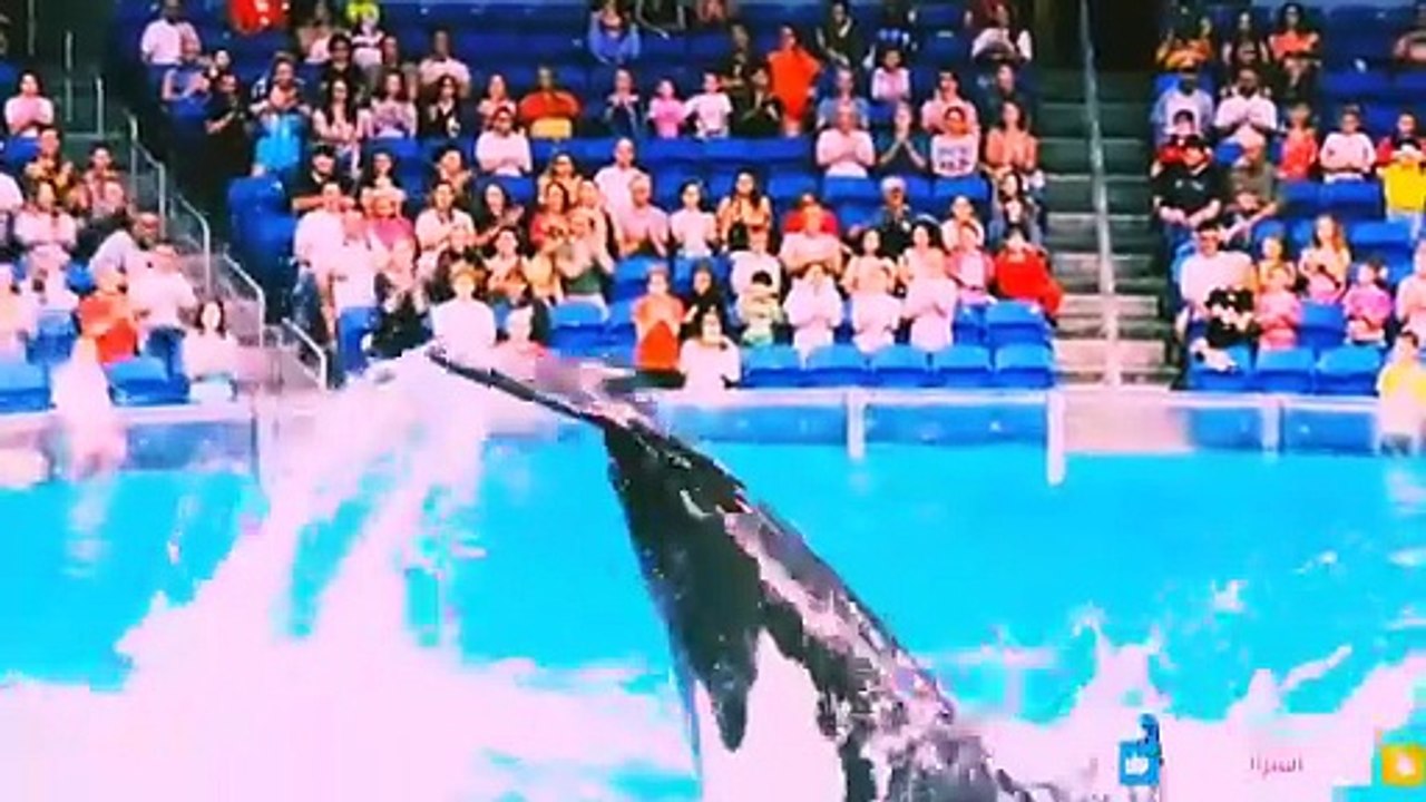 Jessica Radcliffe Orca Attack Video _ The Real Jessica Radcliffe Show 🐋😱_HD