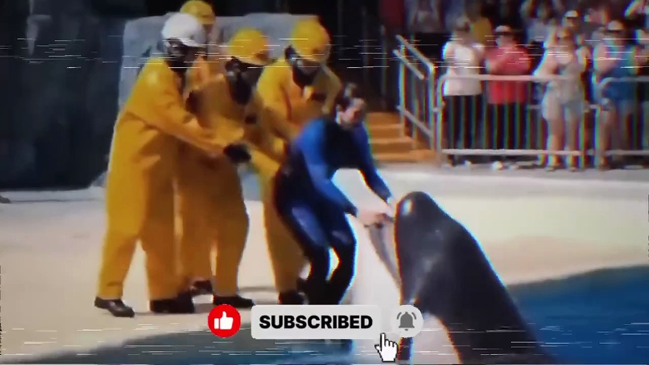 Jessica Dolphin Trainer Attack  Jessica Radcliffe_HD