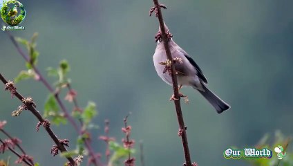 White-collared Yuhina - Parayuhina diademata