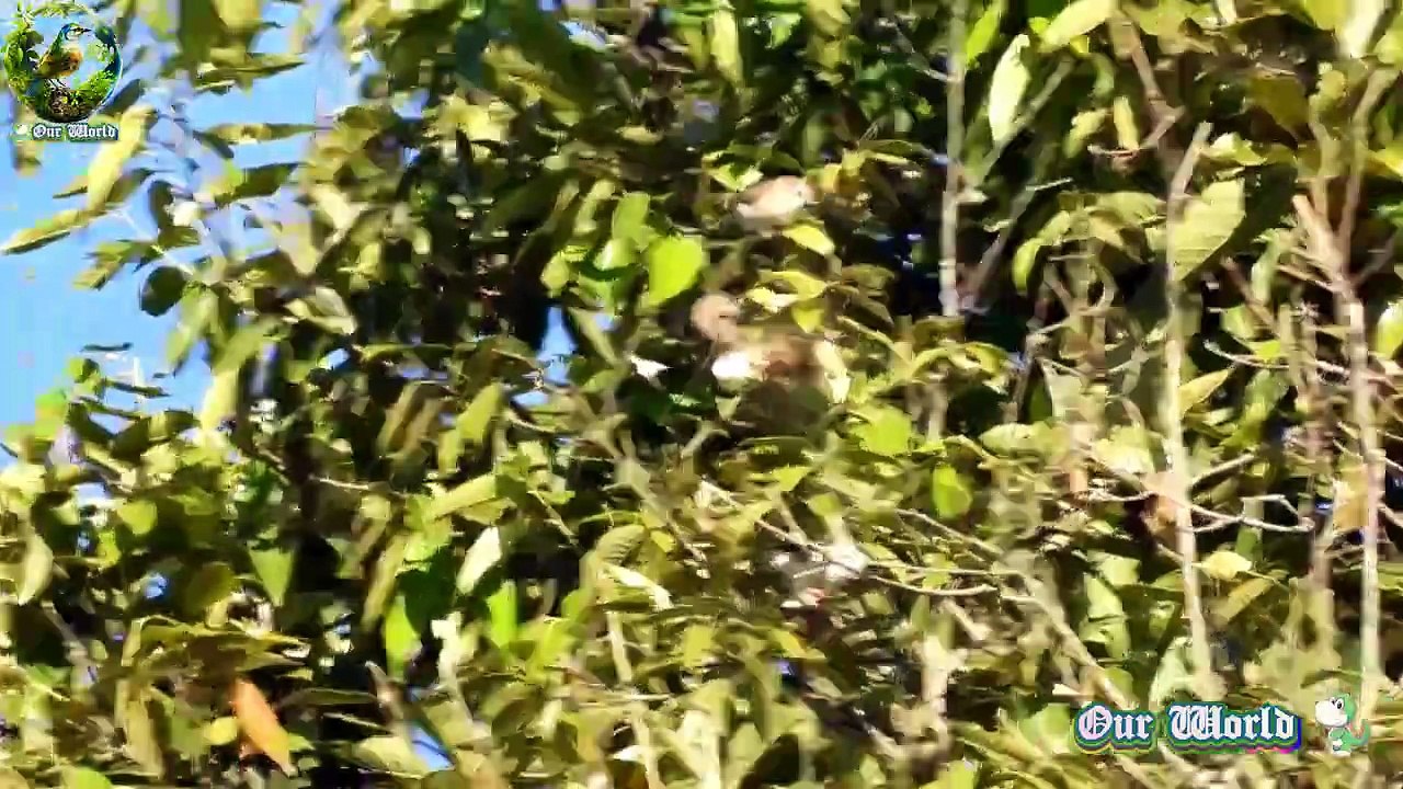 Striated Yuhina - Staphida castaniceps