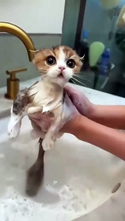 Animals hakalonga catty