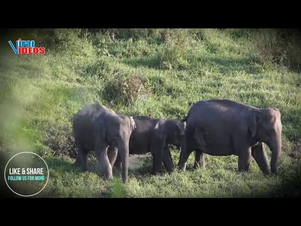 Cute Baby Elephants Playing in Nature | Elephants in the Wild | Nature is Amazing