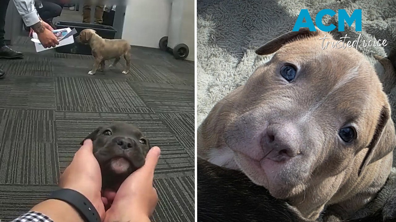 Puppies stolen in home raid reunited with Calamvale owner