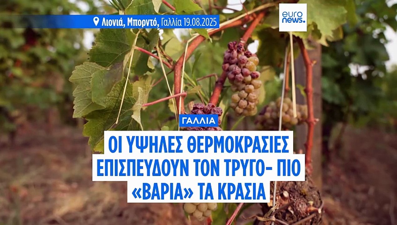 Γιατί τα λευκά κρασιά γίνονται πιο «βαριά», με περισσότερο αλκοόλ- Ο ρόλος των υψηλών θερμοκρασιών