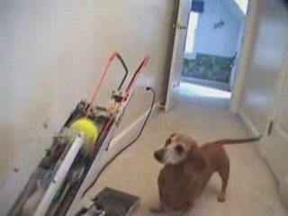 Jerry le chien infatigable pour jouer à la baballe