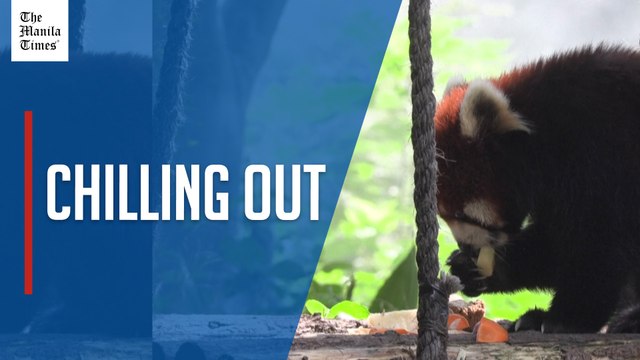 Zoo animals cool off with ice cubes, treats as summer heat grips Shanghai