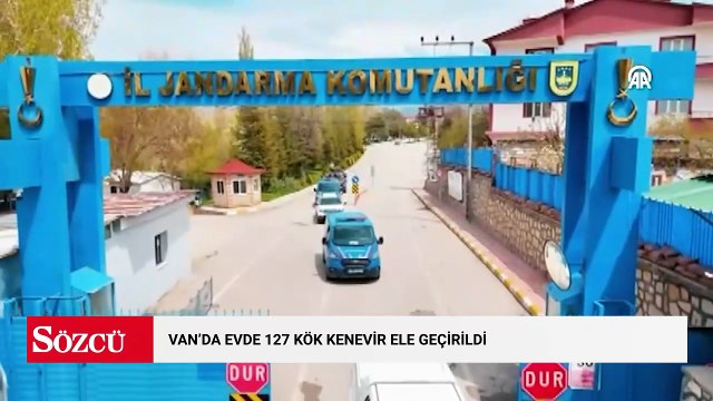 Van'da evde 127 kök kenevir ele geçirildi