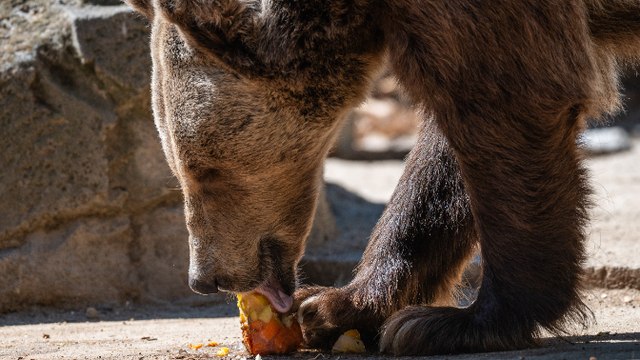 El Faro |Los osos pardos, víctimas colaterales de los incendios: Podrían buscar fruta o basura en entornos humanos