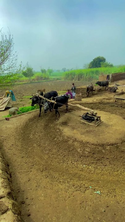Village life