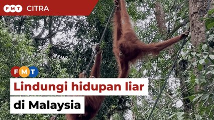 Malaysia sertai inisiatif global lindungi satwa liar
