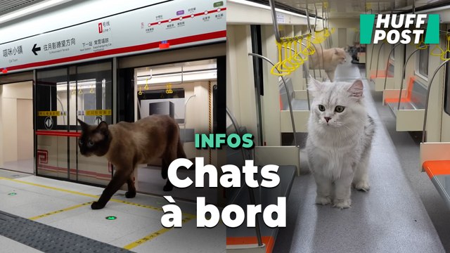 Ce youtubeur chinois a fabriqué un métro pour ses chats et c’est hypnotisant