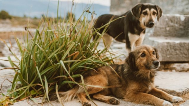 आवारा कुत्तों पर सुप्रीम कोर्ट का बड़ा फैसला, देखें
