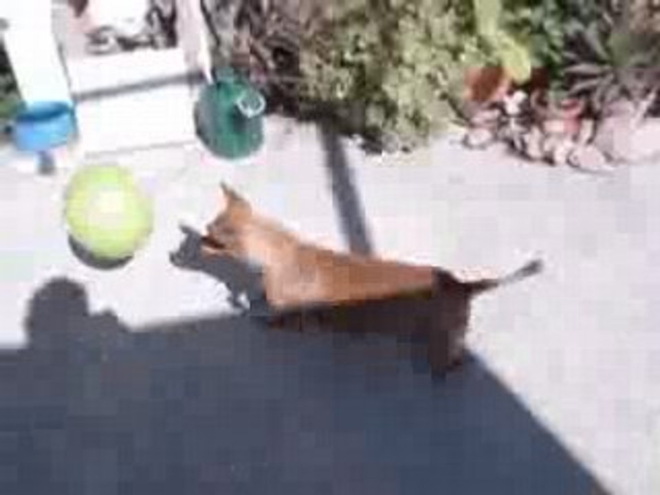 Deporte perruno