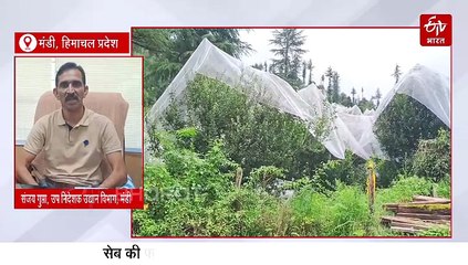मंडी में आपदा से बागवान हुए बर्बाद! सबसे अधिक सेब की फसल को नुकसान, 404 हेक्टर भूमि भी तबाह