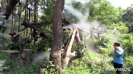 Angurie gelate e spruzzi d'acqua: lo zoo di Shanghai combatte il caldo