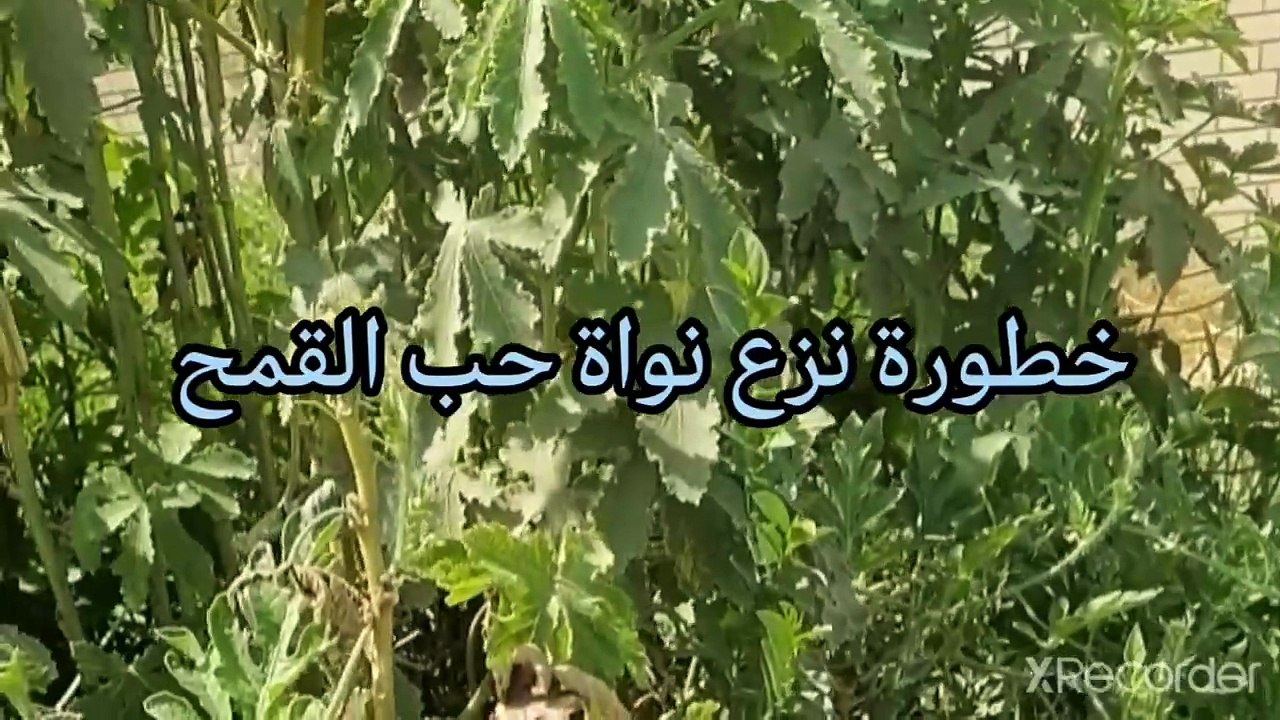 خطورة صناعة الخبز بدون الرده ونواة القمح الدقيق الفينو أو الفاخر على جسم الإنسان