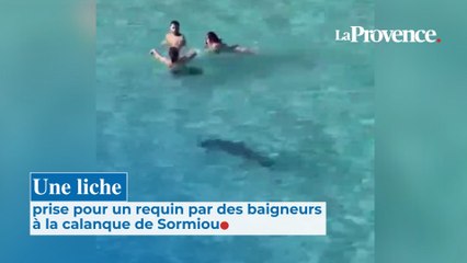 "Attention il y a un requin !" : à Marseille, quel est cet animal observé à Sormiou jeudi qui a effrayé les baigneurs ?