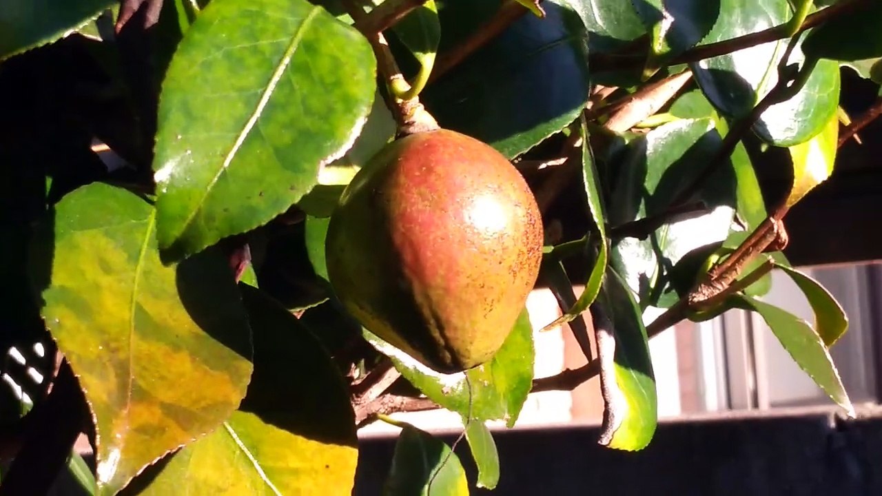 ツバキの実