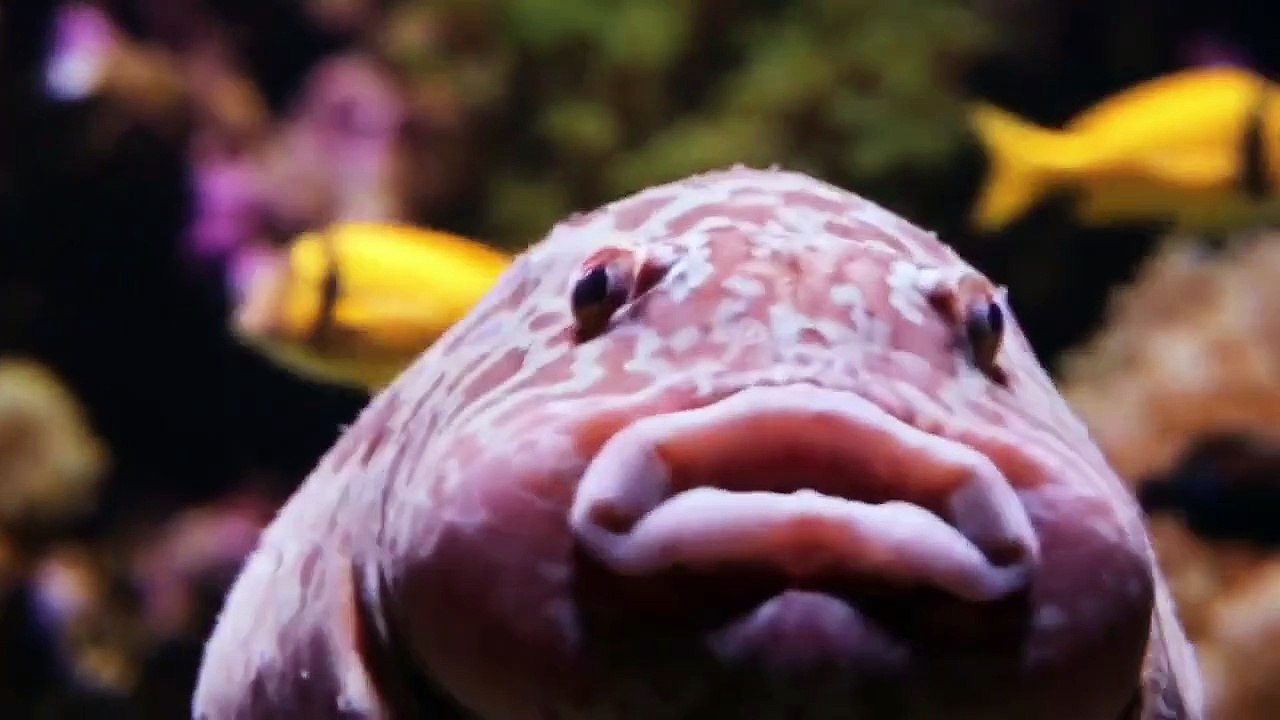 Transformasi Visual Memukau dengan Veo 3 🎥✨ | Dari Ikan Jadi Sinematik