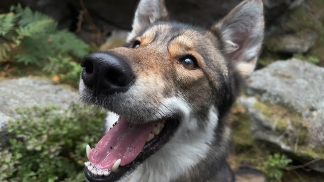 National Dog Day: Walkies with Wharfedale Paws