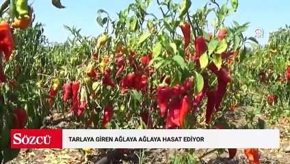 Tarlaya giren ağlaya ağlaya hasat ediyor