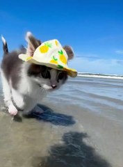 Cat:it’s a giant litter box!