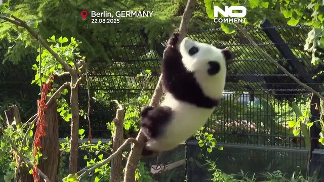 Pandas gémeos Leni e Lotti do Zoo de Berlim celebram primeiro aniversário