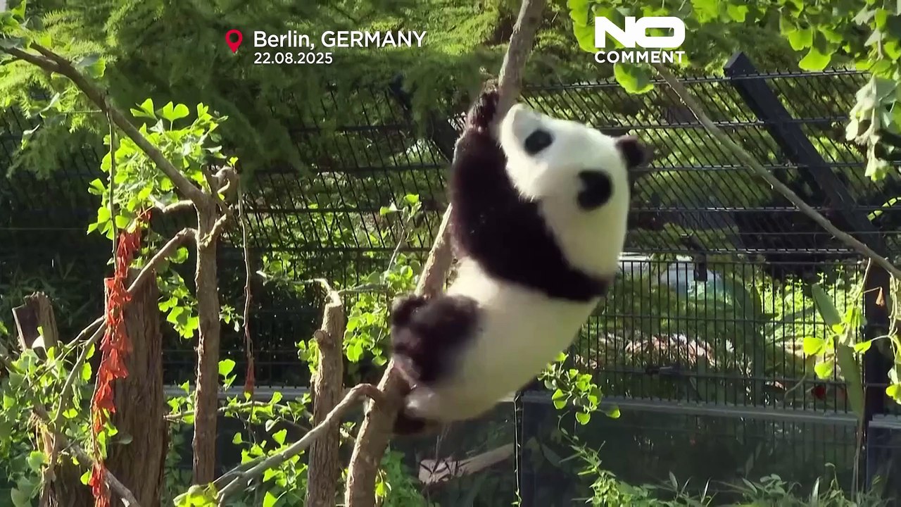 Panda-Zwillinge Leni und Lotti im Berliner Zoo feiern ersten Geburtstag