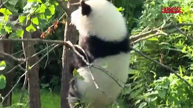 Festa allo zoo di Berlino: i cuccioli di panda Leni e Lotti compiono un anno