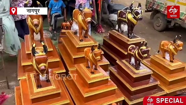 'तान्हा पोळा' सणाची 219 वर्षांची ऐतिहासिक परंपरा; मन्या भाई, सोन्या भाई बाजारात दाखल, शेकडो कोटींची उलाढाल