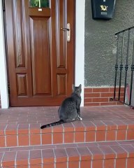 How long will I wait, human :)? #funnycats #cutecats #shorts #catshorts #funnyanimals