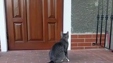 How long will I wait, human :)? #funnycats #cutecats #shorts #catshorts #funnyanimals