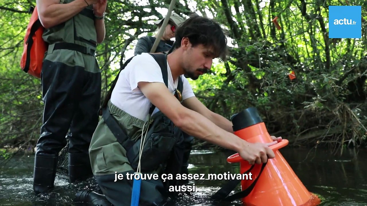 En Bretagne, cet étrange poisson se reproduit dans les rivières