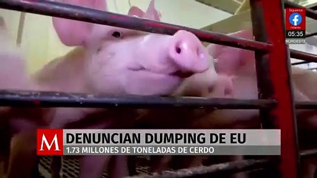 Productores porcinos mexicanos denuncian prácticas de 'dumping' por parte de EU
