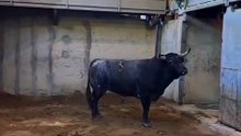 Los toros de Vinhas para este viernes en Lisboa
