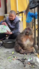 Grandma is the best to Xingxing.#monkey #monkey #xingxing #cute #lovely