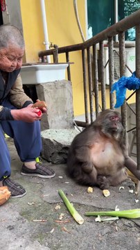 Grandma is peeling potatoes for Xingxing.#monkey #monkey #xingxing