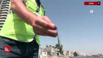 İzmir Körfezi'nde balık ölümleri yeniden başladı