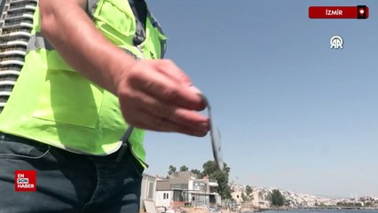 İzmir Körfezi'nde balık ölümleri yeniden başladı