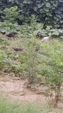 The Chickens Family Fun #roster #birds