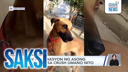 Alagang aso, tinulungan ang kanyang amo sa pagpasok ng mga pinamalengke sa bahay | Saksi