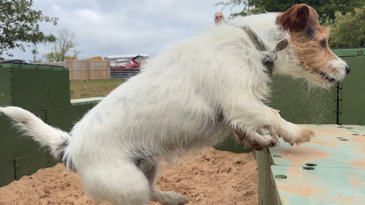 National Dog Day in the North East: Woodland Woofs