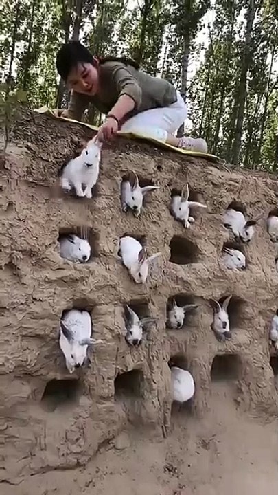 Animals Rabbitica