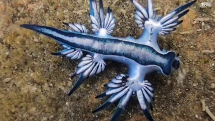 El dragón azul, la pequeña babosa marina que ha cerrado playas en España