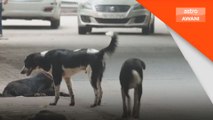Mahkamah India pinda semula keputusan kes anjing jalanan di Delhi